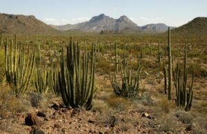 Organ Pipe National Monument