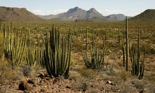 Organ Pipe National Monument